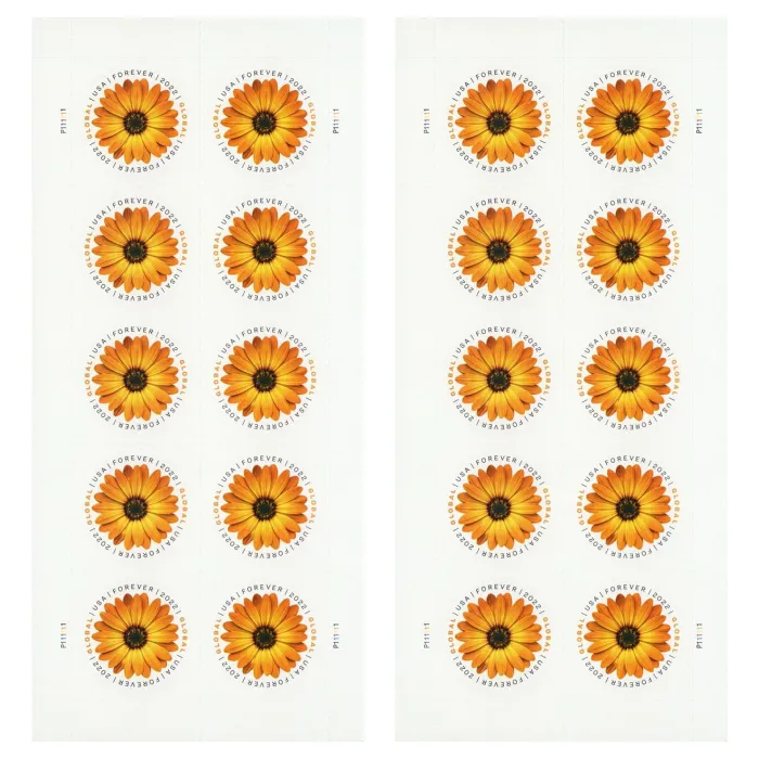 Global African Daisy 2022 - Image 3
