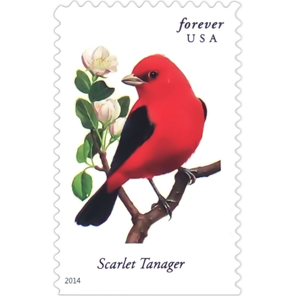 2014 Songbirds - Image 3