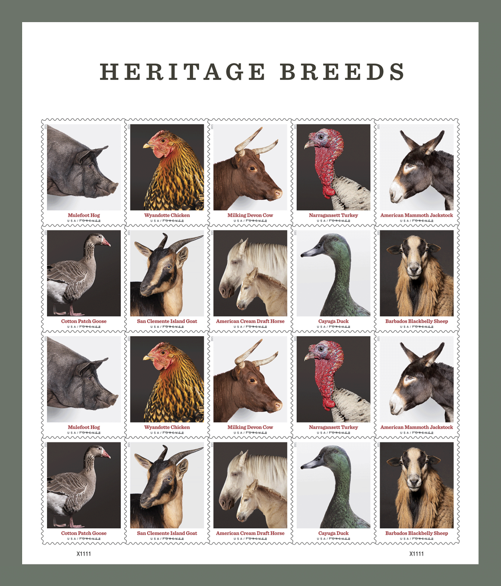 Heritage Breeds 2021 - Image 2