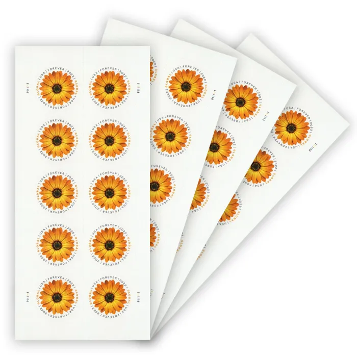 Global African Daisy 2022 - Image 4