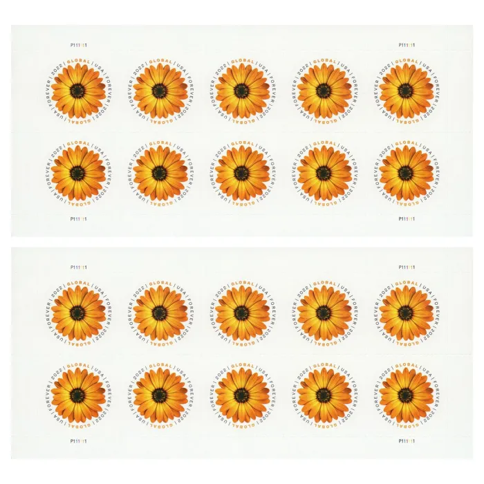 Global African Daisy 2022 - Image 2