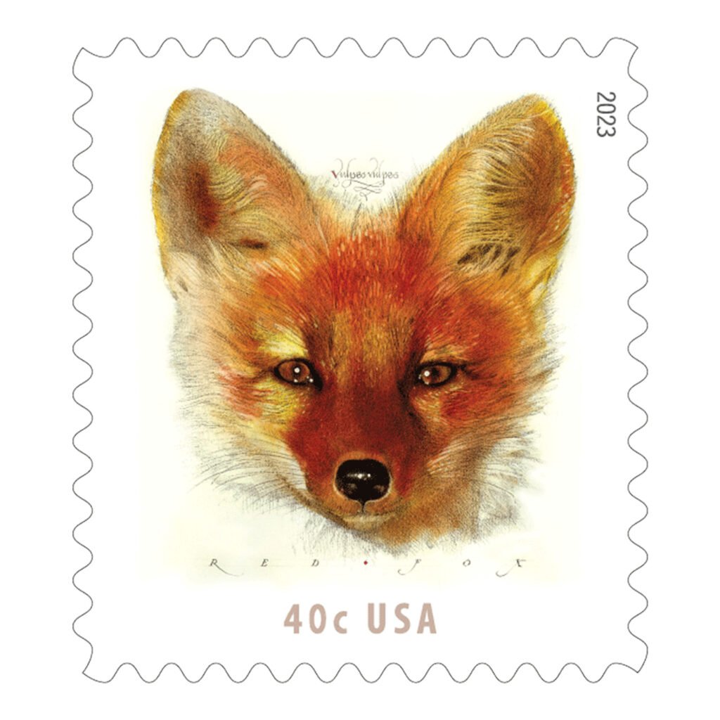 Red Fox 2023