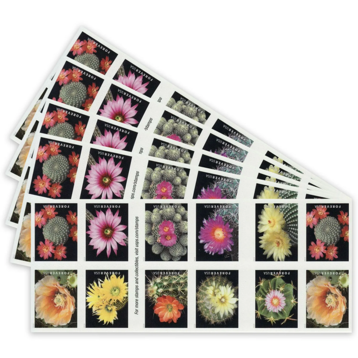 Cactus Flowers 2019 - Image 3