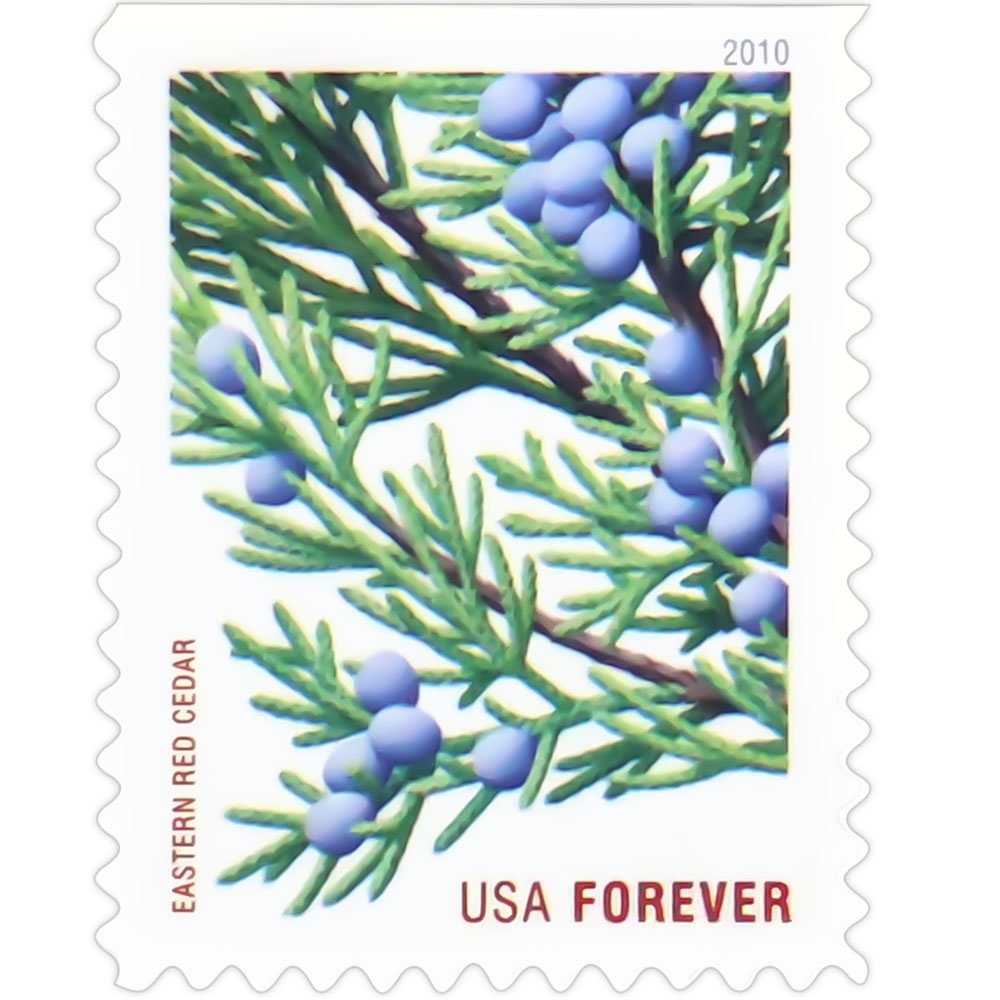 2010 Holiday Evergreens - Image 6