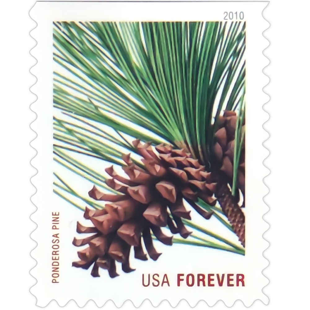 2010 Holiday Evergreens - Image 4